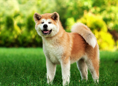 <p>　　秋田犬是日本国犬，它的祖先，被称呼为山地狩猎犬。本来在日本犬里大型犬是不存在的，秋田犬是大型的熊猎犬。除了协助猎熊外，它还被利用来捕鹿和野猪。江户时代，出羽国北部的秋田地方，被佐竹氏平定。佐竹氏是关原之战之后被常陆国转封的旁系诸侯。自庆长年间(1630年左右)，为了培养藩士斗志养斗犬，而将猎兽犬与秋田地区的土犬进行交配。这犬种成为秋田犬的原种。在关于狗狗题材的感人电影《忠犬八公的故事》中的狗主人公狗“小八”就是属于秋田犬一类的。</p>