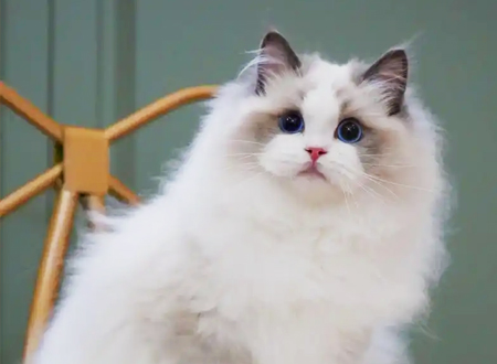<p>　　布偶猫，英文名Ragdoll，俗名别名布娃娃猫。布偶猫的原产地是美国，又称布拉多尔猫,是由加州的妇女安贝可(Ann