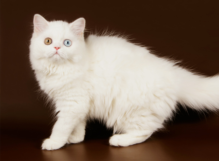 波斯猫