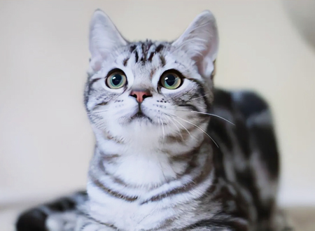 美国短毛猫