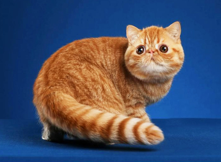 <p>　　异国猫并不仅仅是短毛猫，CFA对中长毛异国猫依然承认，所以这里指的异国猫并不仅仅是常见的短毛型。我们熟悉的加菲猫属于异国短毛猫中的虎斑猫。观众在展会上行走于各个展示品种之间，当他们看到异国猫时都会好奇地说：“它看起来像一个波斯，但它竟然是短毛的。牌子上写着异国情调。异国情调是什么?”</p>
