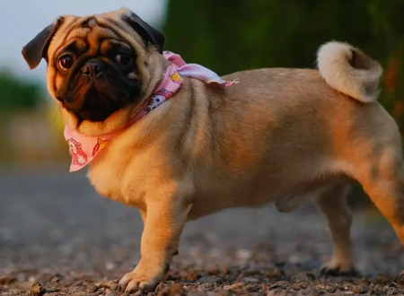 <p>　　巴哥犬是体贴，可爱的小型犬种，不需要运动或经常整理背毛，但需要同伴。适合做年轻女性的家庭伴侣。</p>