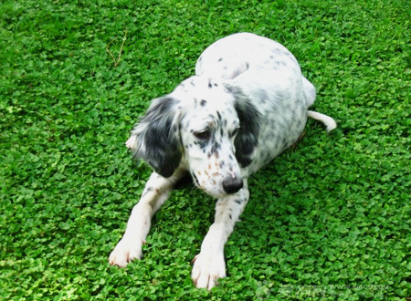 <p>　　英国雪达犬起源于19世纪，该犬原产于英国，而西班牙蹲猎犬是它们的祖先。所以它们又称为英国蹲猎犬，还有英国塞特犬。这种犬在以前是用于猎鸟的一种犬种。1825年爱德华.拉瓦拉克开始对这种犬进行培育，所以在很长的一段时间里它们又被称作是拉瓦拉克蹲猎犬。</p>