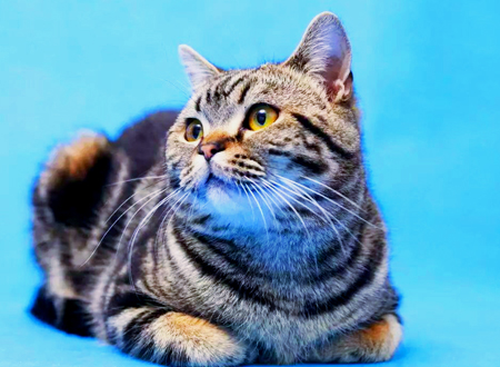 美国刚毛猫
