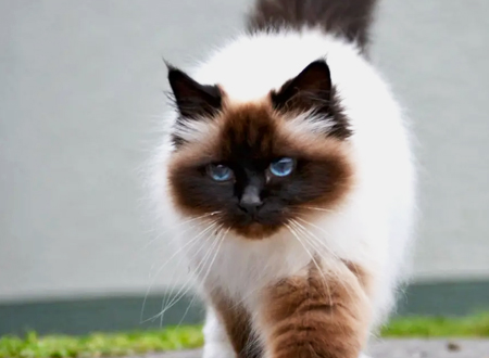 <p>　　伯曼猫，也有人将它们称为波曼猫、缅甸圣猫等，它们是中型猫，拉丁学名为Birman。虽然现在在世界各地均有分布，不过传说过去它们只在缅甸生活，并且被寺庙里的僧人所饲养，因为要守护大殿，所以它们也被人们认为是护殿神猫。</p>