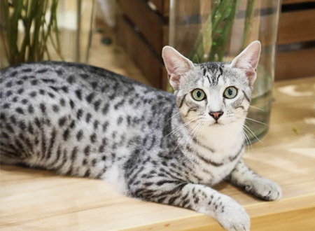 埃及猫