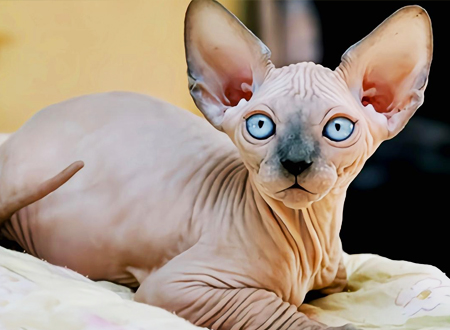 加拿大无毛猫