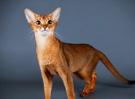 <p>　　阿比西尼亚猫又称兔猫、埃塞俄比亚猫、阿比等，英文名为Abyssinian，现分布于全球各地。人们通常会通过猫咪的名字来判断猫咪的来源，但阿比西尼亚猫的起源却跟阿比西尼亚似乎有点距离。阿比西尼亚是埃塞俄比亚的旧称，但很多人认为阿比西尼亚猫来自古埃及。</p>