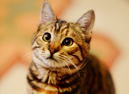 <p>　　中国是狸花猫的源产地，它属于自然猫，因为是在千百年中经过许多品种的自然淘汰而保留下来的品种。人们最熟悉的就要算是“狸猫换太子”(宋朝)的故事了，但中国关于狸花这一品种的介绍却远在此之前。2003CFA中国长城猫俱乐部向国际申请，将中国狸花猫做为中国特有猫种向世界展示，经过七年的努力，于2010年2月8日，CFA休斯顿董事会议上通过。狸花猫正式进入CFA。狸花猫在国际的名称依然延用中国名及发音“Chinese
