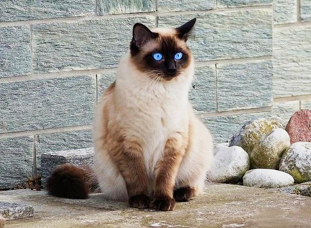 巴厘猫