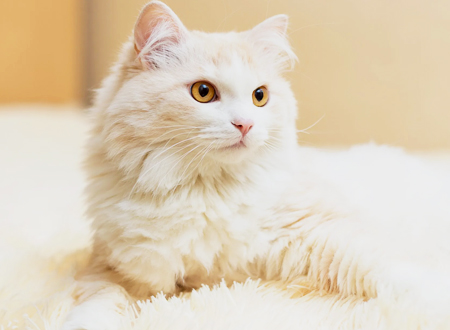 <p>　　土耳其安哥拉猫不光只有白色的，还有其他颜色。土耳其猫本身的数量就很少，在中国这种猫的品种基本上没有所谓的纯种而言。很多人还管自己的白色鸳鸯眼的猫叫波斯猫，可见很多养猫的主人并不是很了解猫，还有人多人说自己家的是所谓“挪威森林”，其实95%以上也都是普通的家猫罢了。</p>