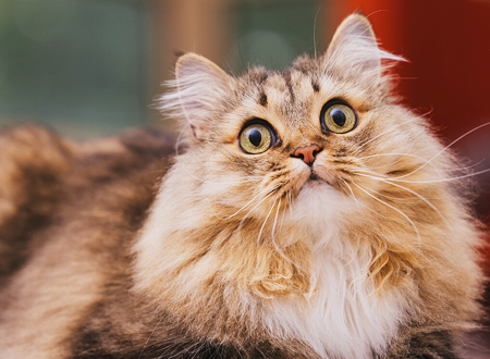 褴褛猫