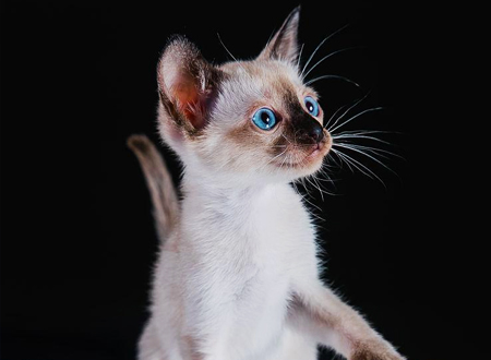 东奇尼猫