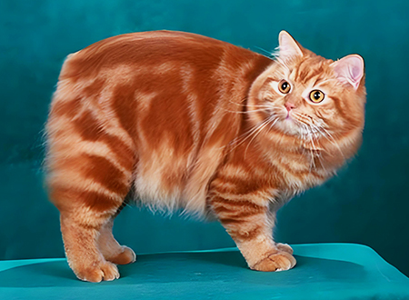 <p>　　马恩岛猫(Manx)，为一种原产于英国马恩岛(马恩岛)的猫。这种猫的奇特之处在于，真正的纯种马恩岛猫是完全没有尾巴的，在普通猫尾巴的位置只有一个凹痕。在传说中，马恩岛猫由于较其他动物晚了一步搭上诺亚方舟，尾巴被门夹到，成为了无尾猫。不过在繁殖过程中，也能产生小尾、残尾、突尾的马恩岛猫。此外，马恩岛的猫的脊椎也较普通猫为短。马恩岛猫体格健壮，较为长寿，且非常聪颖，是知名的宠物猫品种。其长毛品种，即威尔士猫。</p>