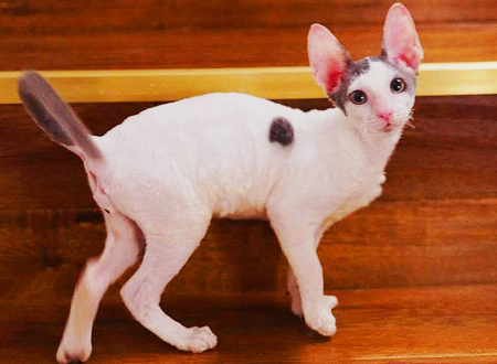 柯尼斯卷毛猫