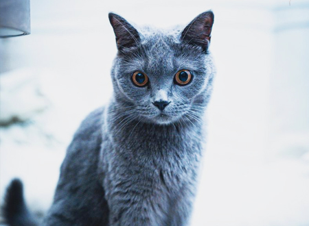 沙特尔猫