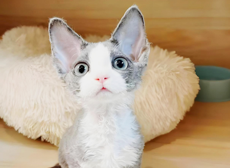 德文卷毛猫