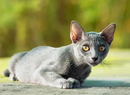 科拉特猫