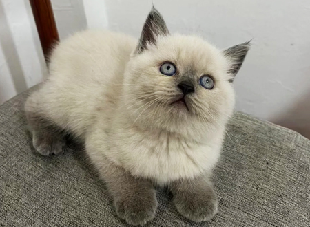<p>　　重点色短毛猫是由暹罗猫培育出来的，以红色或奶油限于点(面孔、腿、耳朵、尾巴和阴部)。