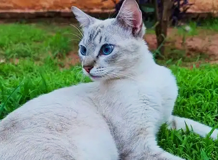 波米拉猫