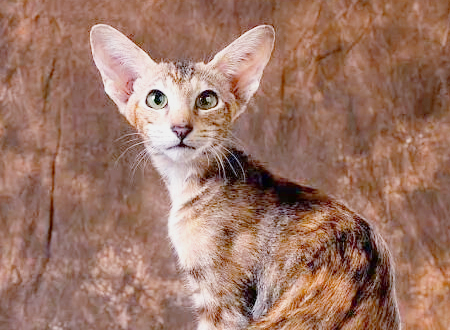 东方猫