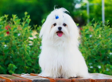 <p> 玛尔济斯犬是从头到脚披着白色丝状长毛的玩具犬。它的态度文雅而深情、热切而行动活泼,尽管体型小却具有令人满意的作为伴侣犬所需的精力。玛尔济斯犬是温和的小犬,全家的宠物。可以放心地让它与儿童玩耍。通常健康良好,一直到生命晚期仍生气勃勃。玛尔济斯犬最古老的欧洲玩赏犬之一。但是肯定玛尔济斯犬的原产地是马耳他岛,却引起了一系列的异议,虽然这种犬在该岛无疑已有许多世纪了。
