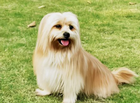 <p>　　拉萨犬(Lhasa