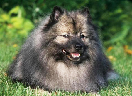 <p>　　荷兰毛狮犬(Keeshond)，原产地荷兰，是一种中型绒毛犬，因它的被毛颜色非常引人注目，且表情聪慧，尾部的毛发卷在背后，胸部的毛发蓬松且浓密，形成了狮子一样的鬓毛。</p>