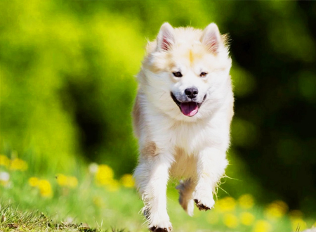 <p>　　冰岛牧羊犬(Icelandic