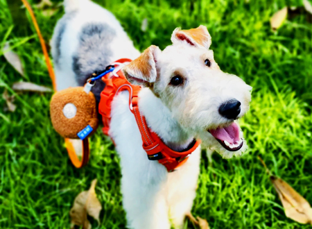 <p>　　玩具猎狐梗是一种玩具犬和梗犬的混和犬种，两者都对它的性格和特性产生了影响。</p>