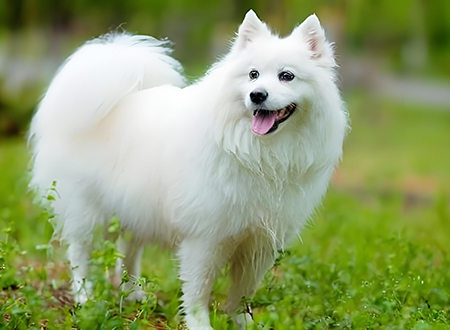 <p>　　<strong>银狐/尖嘴犬的品种介绍</strong></p>