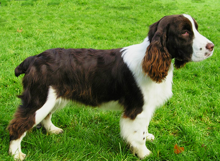 英国史宾格犬