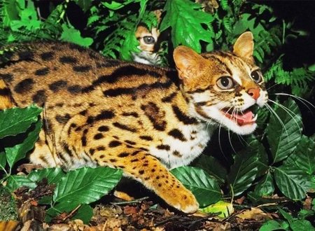 豹猫