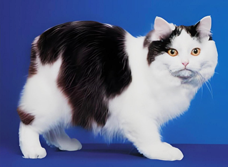 威尔斯猫