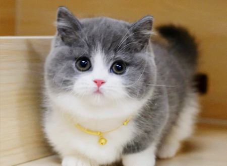 曼基康猫