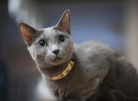 <p>　　20世纪60年代的欧洲，特别是英国，俄罗斯蓝猫有回归初始的短身材，深色被毛特征的趋势。美国的育种专家因此创造出了头部，身体和爪精致，被毛色浅，体重更轻的变种。俄罗斯蓝猫在美国和日本(这里的人简直是崇拜它)大受欢迎。20世纪80年代，经过几次杂交交配，一种叫Nebelung的半长毛俄罗斯蓝猫变种诞生了。</p>