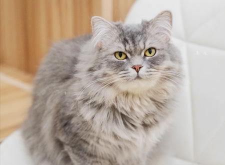 <p>　　英国长毛猫一直以来都以好奇心旺盛而著称，它会仔细地查看家中的每一个角落。一觉醒来，伸个懒腰，钻到花瓶里面看看是不是有人私藏了“妙鲜包”。闲来无事，把头探到沙发底下，查看一下是不是有“小强”入侵。主人脱下来的鞋子要里外全面检查一下，是不是把别人家草坪上的草叶带回来了。周末主人改善伙食后撑得要死，正在房间里随意的踱着步子，它却好事地跟着你走来走去，想要弄明白你走每一部的目的。这不是骚扰，它只是希望参与你的每一项活动，与你分享声明中的每一件事物、每一个举动、每一秒钟。</p>