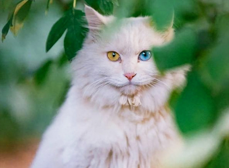 山东狮子猫