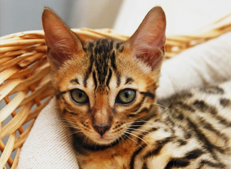 阿瑟拉猫