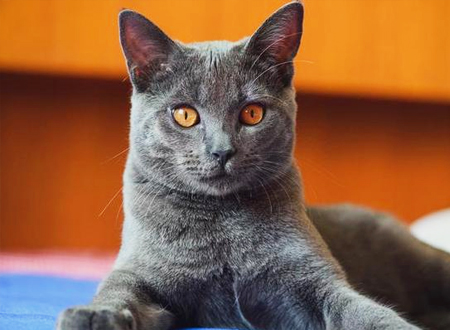 <p>　　沙特尔蓝猫又叫夏特尔蓝猫，英文名Chartreux。原产地法国，据说是由法国卡尔特教派的修道院僧侣培育出来的品种。在法国，虽然会捉老鼠的猫咪很受农家欢迎，但为了保持卡尔特猫闪亮的皮毛，它并没有被繁殖来做为猎鼠猫使用，反而经常被人们饲养着当做宠物，直到1970年左右，它的血统才流传到美国。</p>