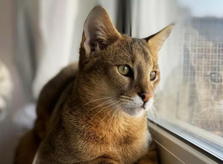 <p>　　非洲狮子猫繁殖史较短，留有较多的野生血统，故性格也较为野性，但绝不会攻击人，相反还相当黏身呢。身手敏捷、聪明、是野性和温驯的混合体。非洲狮子猫天生好身手，也异常好动，最好有多一点猫爬架给它攀爬。</p>