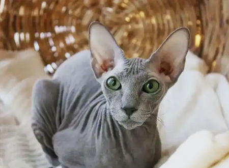 <p>　　起初养殖时叫无毛斯芬克斯猫，但在它被发现了之后，这只猫是完全与斯芬克斯猫不同，名字被改变了到Don