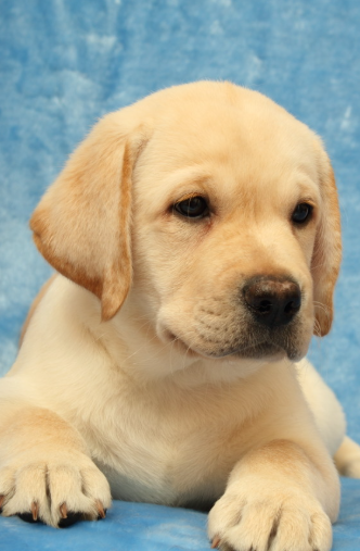 拉布拉多幼犬怎么养？4 个核心阶段 + 5 个护理要点，新手也能养出健康 “小暖男”