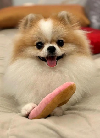 训练博美犬,零食奖励频率别乱定!4 训练博美犬,零食奖励频率别乱定!4 阶段动态调整法,不挑食还能让它学更快
