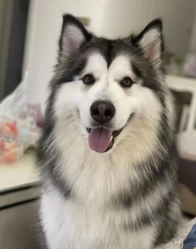 阿拉斯加夏天要剃毛吗？不建议剃！3 个核心原因 + 4 个降温方法，比剃毛更安全