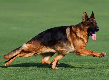 狗狗 '撒手没'?3 步训练法 ,2 个关键技巧,让它紧跟你不跑丢