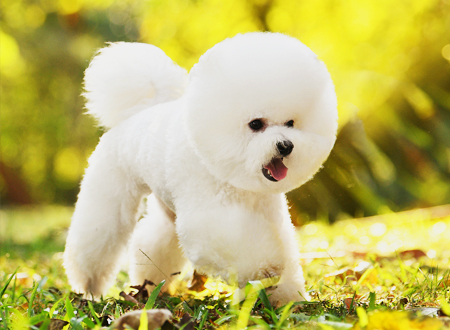 狗狗 '撒手没'?3 步训练法 ,2 个关键技巧,让它紧跟你不跑丢