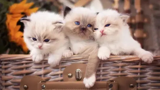 猫咪呕吐怎么办？这些有效处理方法希望能帮助你 ​