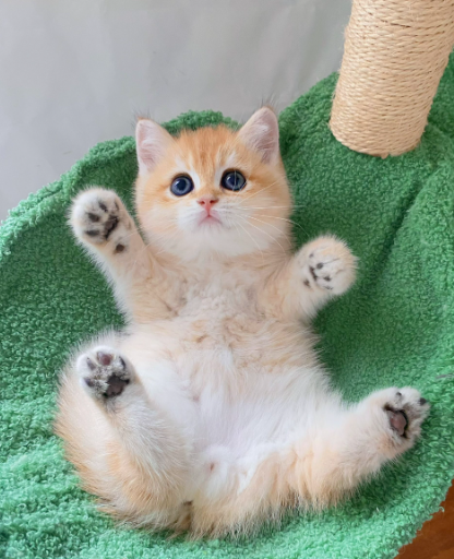 英国短毛猫可以吃火腿肠吗？人吃的绝对别喂，原因 + 替代方案全说明