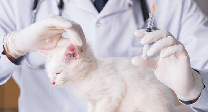 猫咪驱虫多久一次？不同情况频率大不同，新手铲屎官必看！